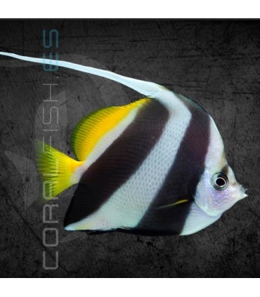 Heniochus acuminatus S | Pez Coral, Falso Ídolo Moro