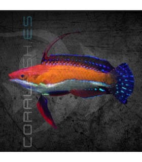 Cirrhilabrus rubriventralis M | Lábrido de Aleta Larga