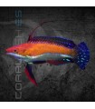Cirrhilabrus rubriventralis M |  Lábrido de Aleta Larga