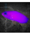 Pictichromis porphyrea M | Damisela Pigmea Fresa