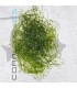 Alga Chaetomorpha spp. 