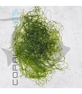 Alga Chaetomorpha spp. 