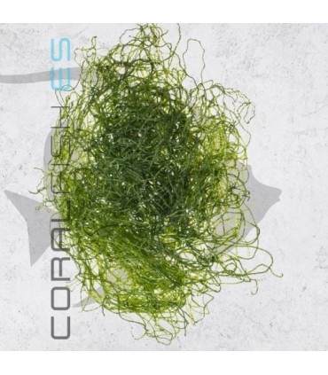 Alga Chaetomorpha spp. 