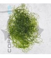 Alga Chaetomorpha spp. | Tarrina 100ml