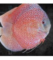 Pez Disco Red Snake Skin Premium 5-6 cm | Symphysodon aequifasciata