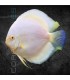 Pez Disco Snow White Premium 5-6 cm | Symphysodon aequifasciata