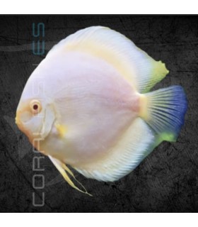 Pez Disco Snow White Premium 5-6 cm | Symphysodon aequifasciata