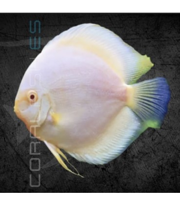Pez Disco Snow White Premium 5-6 cm | Symphysodon aequifasciata