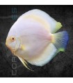 Pez Disco Snow White Premium 5-6 cm | Symphysodon aequifasciata