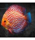 Pez Disco Red Map Pigeon Premium 5-6 cm | Symphysodon