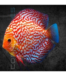 Pez Disco Red Map Pigeon Premium 5-6 cm | Symphysodon