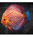 Pez Disco Red Map Pigeon Premium 5-6 cm | Symphysodon aequifasciata