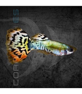 Guppy Macho Leopard Luminous 2.5-3 cm | Poecilia reticulata