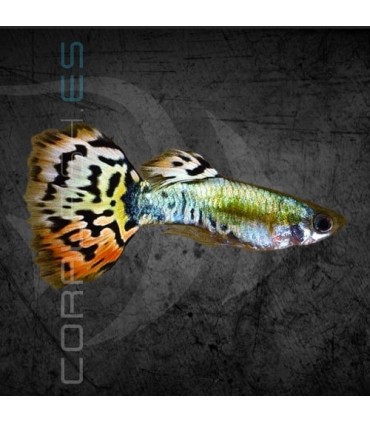 Guppy Macho Leopard Luminous 2.5-3 cm | Poecilia reticulata