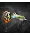 Guppy Macho Leopard Luminous 2.5-3 cm | Poecilia reticulata