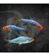Rasbora Borracho 2.5-3 cm | Sawbwa resplendens
