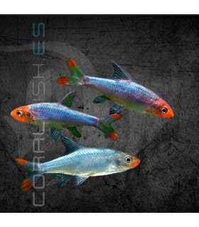 Rasbora Borracho 2.5-3 cm | Sawbwa resplendens