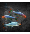 Rasbora Borracho 2.5-3 cm | Sawbwa resplendens