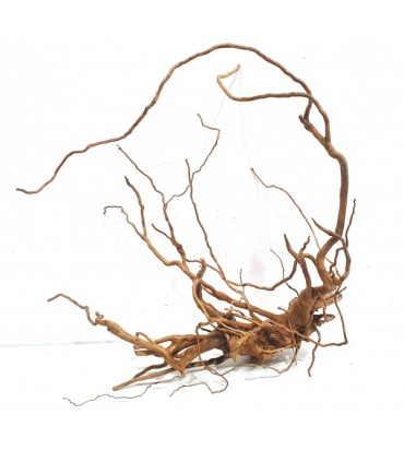 Spider Wood | Por Peso | Riverest