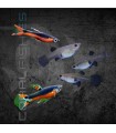 Guppy Endler Santa María Machos y Hembras 1.5-2 cm | Poecilia wingei