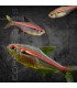 Tetra de Línea Roja 3-4 cm | Hyphessobrycon amapaensis