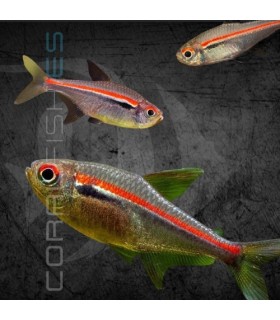 Tetra de Línea Roja 3-4 cm | Hyphessobrycon amapaensis
