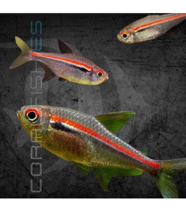 Tetra de Línea Roja 3-4 cm | Hyphessobrycon amapaensis