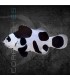 Amphiprion ocellaris Black Storm M | Pez Payaso Black Storm