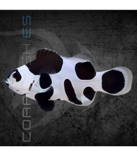 Amphiprion ocellaris Black Storm M | Pez Payaso Black Storm