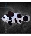 Amphiprion ocellaris Black Storm M | Pez Payaso Black Storm