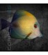 Zebrasoma scopas S | Pez Cirujano Marrón