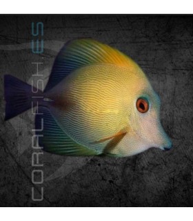 Zebrasoma scopas S | Pez Cirujano Marrón