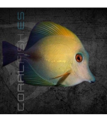 Zebrasoma scopas S | Pez Cirujano Marrón