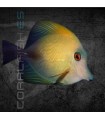Zebrasoma scopas M | Pez Cirujano Marrón