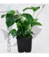 Anubias barteri Madre | Maceta de 9 cm