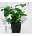 Anubias barteri Madre | Maceta de 9 cm