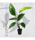 Anubias heterophylla | Maceta de 5 cm