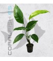 Anubias heterophylla | Maceta de 5 cm