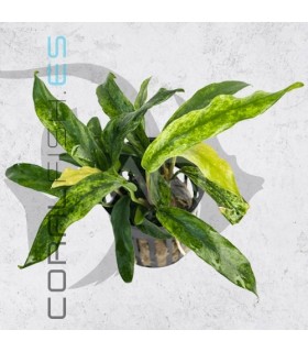 Anubias minima variegata| Maceta de 5 cm