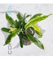 Anubias minima variegata| Maceta de 5 cm