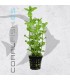 Bacopa amplexicaulis / caroliniana | Maceta de 5 cm