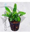 Bucephalandra Sintang | Maceta de 5 cm