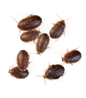Tarrina Cucaracha 10 unds. 