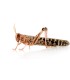 Tarrina Langosta | Locusta migratoria