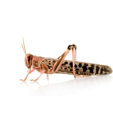 Tarrina Langosta | Locusta migratoria