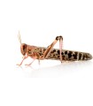 Tarrina Langosta | Locusta migratoria