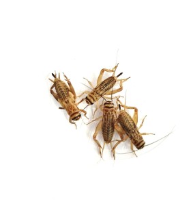 Tarrina Grillo Adulto | Acheta domesticus