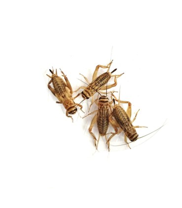 Tarrina Grillo Adulto | Acheta domesticus