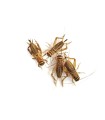 Tarrina Grillo Adulto | Acheta domesticus