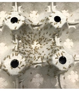 Tarrina Micro Grillo | Acheta domesticus